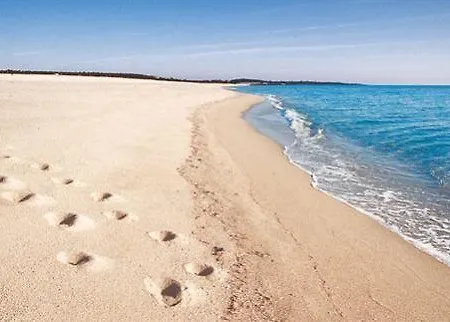 Faunele オロゼーイ